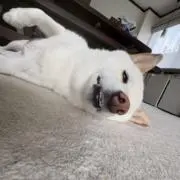 あろは