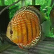 ガド