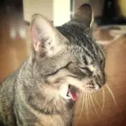 しろの画像