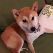 きりまるの画像