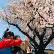 なっぱ