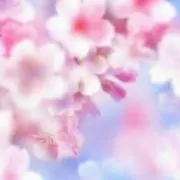 SAKURAの画像