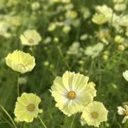 はたけさ