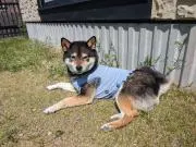 nattyの画像