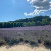 はるの画像