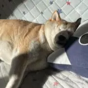 Noriの画像