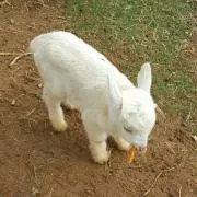 子やぎ