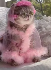 猫乃目