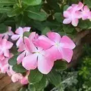 りんご※プロフ必読の画像