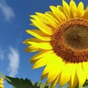 __☺︎⭐︎