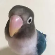 くまきちの画像