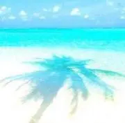 チップの画像