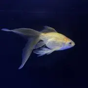nonakaの画像