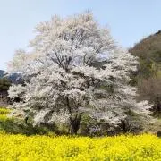 くるりんの画像