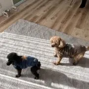 すがっち