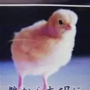 ひよこ