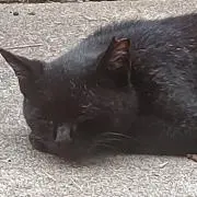 ちこちこの画像