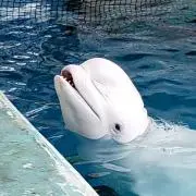 りえこの画像