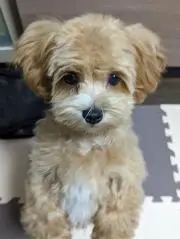 こあき