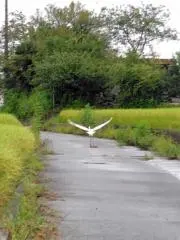 らんの画像