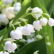 すずらん 即購入◎の画像
