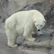 Ｍofufuの画像