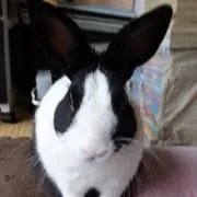 ピグモンキー