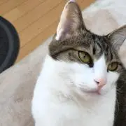 chalkyの画像