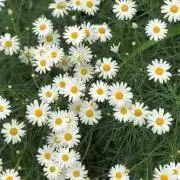 随時お安く出品しています