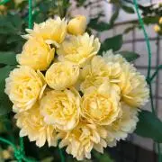 ミッチー