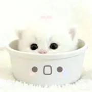 んちゃの画像