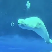 ブル☆値引き交渉OKの画像
