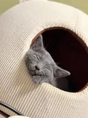 たくの画像