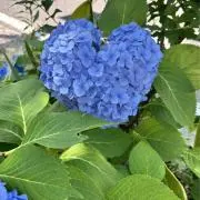 みかんの画像
