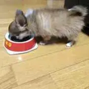 麻依
