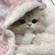 Naの画像