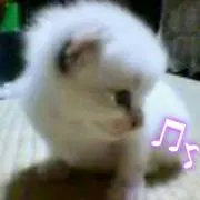 ユカポンの画像