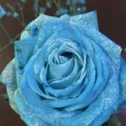 りくる