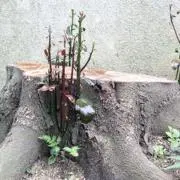 蘖の画像