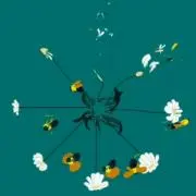 休花