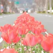 ルンちゃんの画像