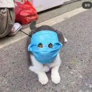 pの画像