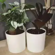 Araの画像