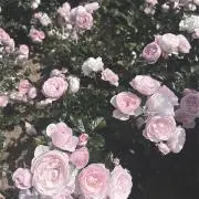 るんの画像