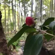 チコりん　※プロフご参照ください