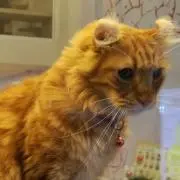 じーじ