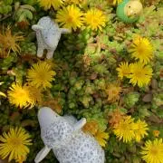 ひつじの画像