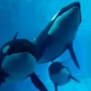 シャチ★の画像
