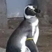 ジャイアントモアの画像