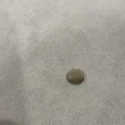 リリの画像